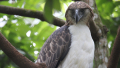 Zoo Olomouc pomohla na Filipínách se záchranou orla opičího