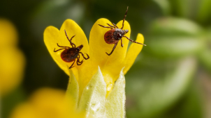 Klíšťová encefalitida: za srpen v kraji nárůst o 95 procent