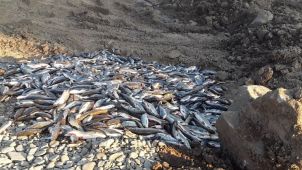 Kyanid do Bečvy unikl už v Juřince. DEZA zvažuje trestní oznámení