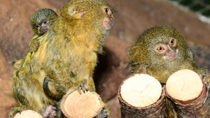 V Zoo Olomouc se narodila dvojčata nejmenších opic na světě