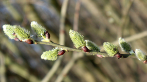 Počasí v kraji začne připomínat jaro, bude až 15 stupňů Celsia