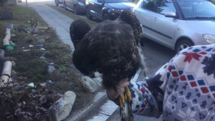 Hasiče a strážníky v Olomouci zaměstnal dravec