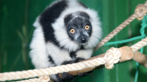 V olomoucké zoo vážili dvojčata květnových lemurů