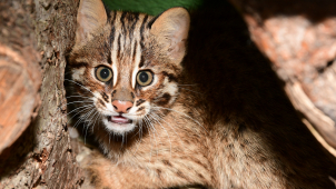 Krátkouchá koťata už mohou vidět návštěvníci olomoucké zoo