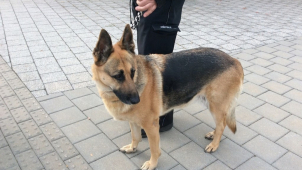 Fenka ovčáka se zatoulala v ulicích a skončila v útulku