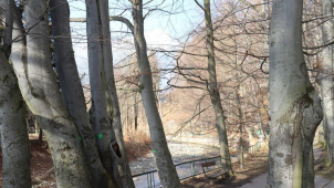 Jeseník chce řešit stav stromů v aleji Nářků