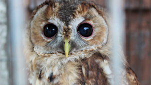 Kraj mění formu podpory záchranných stanic pro zvířata