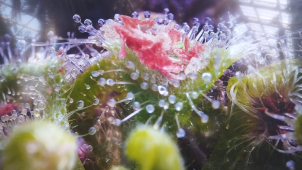 Masožravá rostlina proti octomilkám i tuzemské „masožravky“.