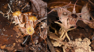 Botanici z Olomouce objevili na Borneu dva nové druhy rostlin