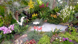 Klenoty pralesa: nově objevené orchideje i černé masožravky