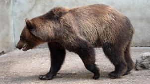 Medvědi, kteří našli azyl v Olomouci, míří do Krumlova