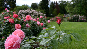 Muž se vloupal do Rozária a zamířil krást na toalety