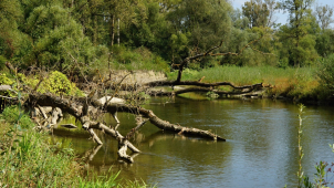 Univerzita: Stavba přehrady Skalička ohrožuje vzácný hmyz