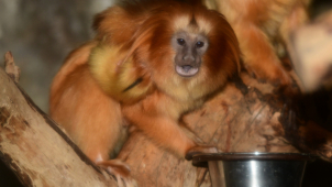 Olomoucká zoo se dočkala prvních letošních mláďat
