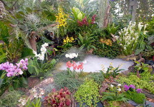 Klenoty pralesa: nově objevené orchideje i černé masožravky