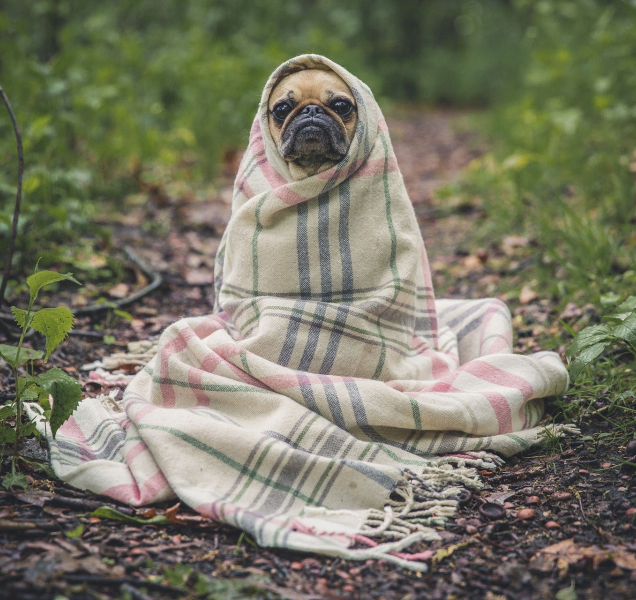 V Olomouci budou platit stejná pravidla pro všechny psy