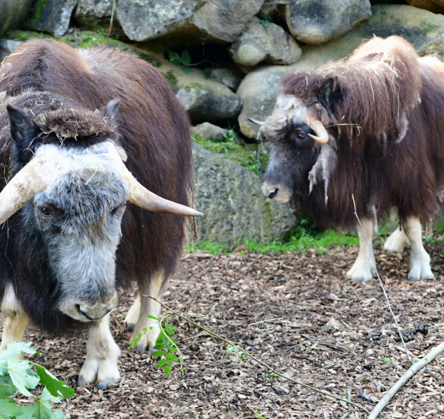 Pižmoň se vrátil do olomoucké zoologické zahrady