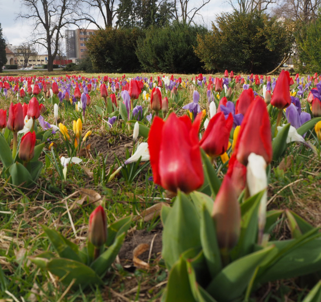 Výhled počasí na příští dny: Víkend bude teplý, pak se ochladí