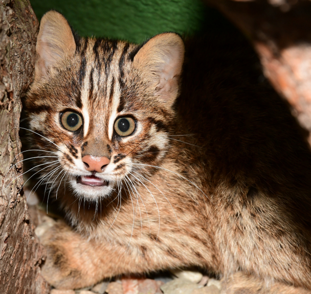 Krátkouchá koťata už mohou vidět návštěvníci olomoucké zoo