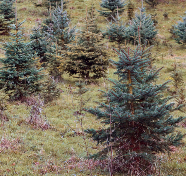 Flora bude i letos prodávat vánoční stromečky z městských lesů