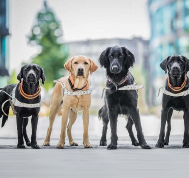 Vodicí psi jsou šťastní, říká Kreidlová