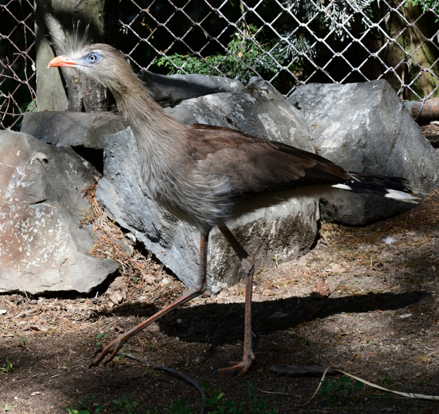 Poslední žijící hrůzopták se představuje návštěvníkům