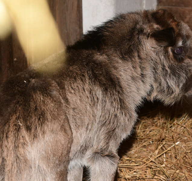 V olomoucké zoo se narodilo první letošní mládě