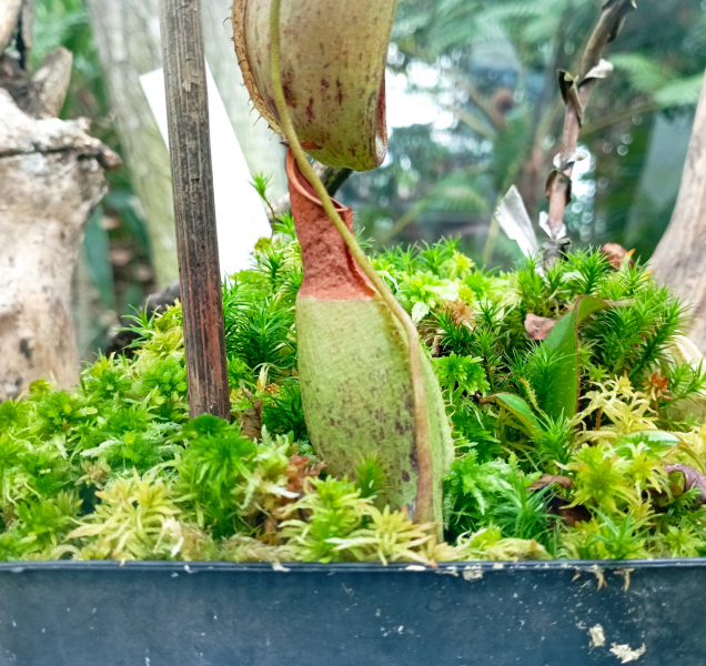 Masožravá rostlina objevená českými vědci je poprvé k vidění!