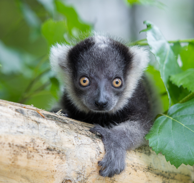 Teprve druhé letošní mládě vari se narodilo v Olomouci