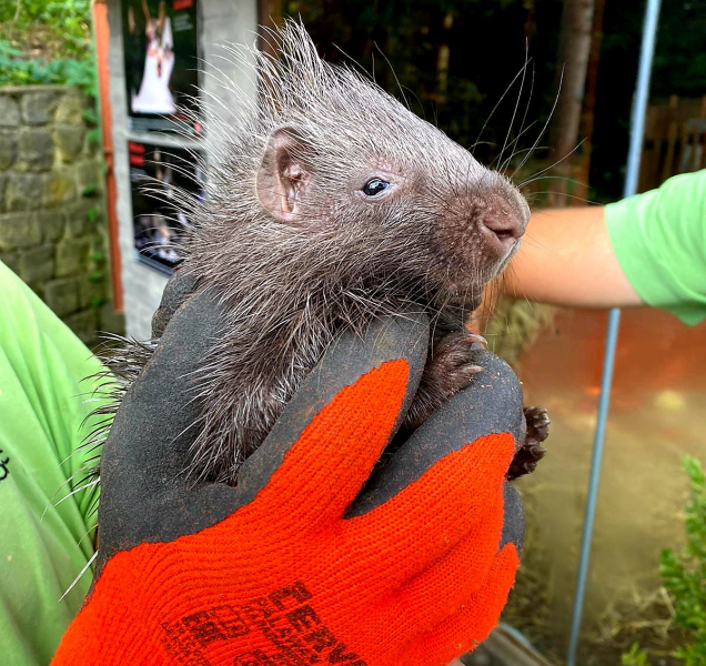 Mladí dikobrazi se mají čile k světu