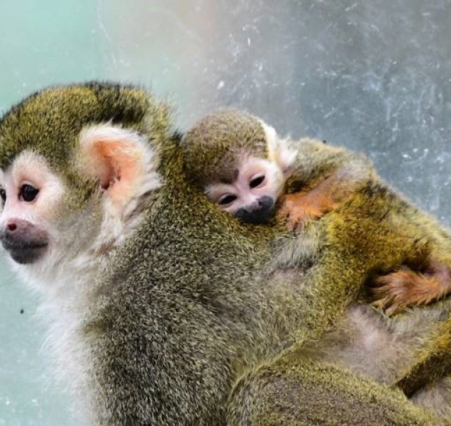 Opici, která používá ocas místo utěrky, se v olomoucké zoo daří