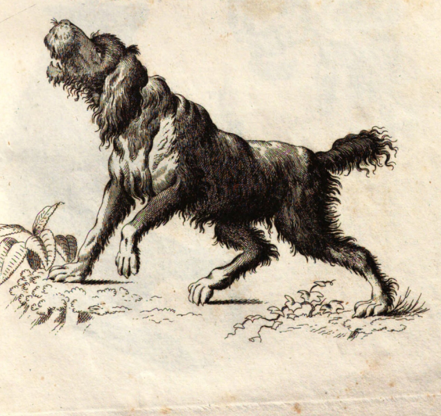 Se psem do muzea? V Olomouci není problém