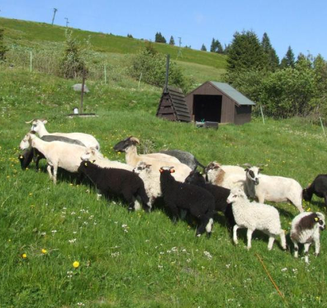 Pod Pradědem se už druhý rok pasou ovce