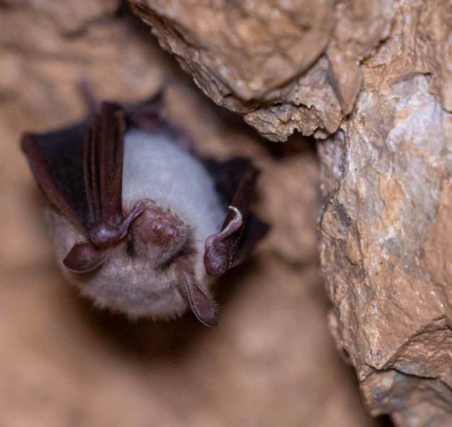 Na Olomoucku startují jarní prohlídky jeskyní