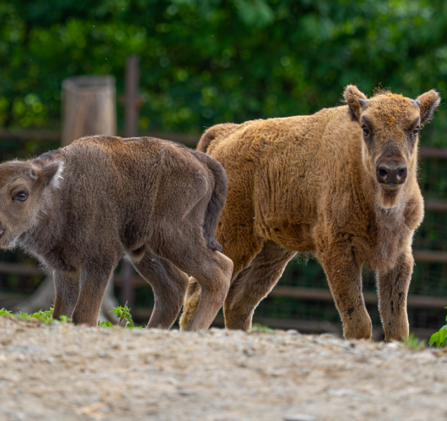 V zoo mají dvě mláďata zubrů! Nový výběh je přiblíží lidem