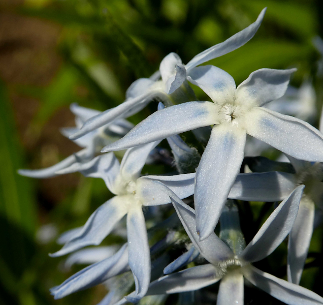 Olomoucké parky rozkvetly