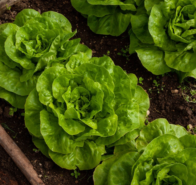 V Olomouci proběhne diskuze o geneticky upravené zelenině