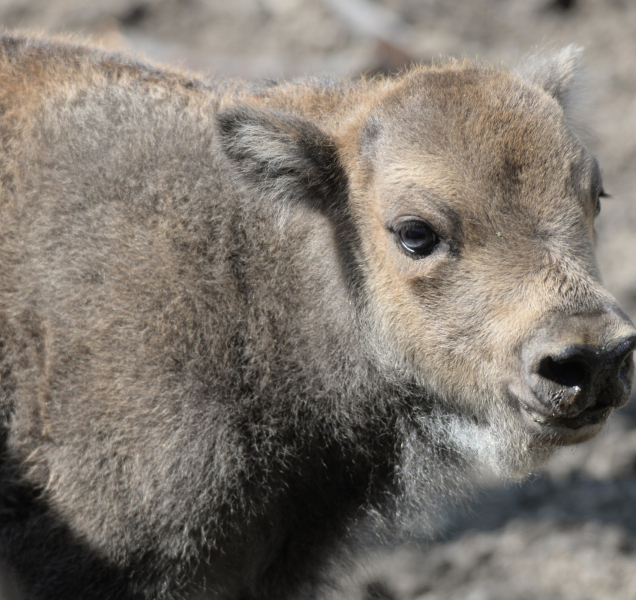Zubří rodinka v olomoucké zoo se opět rozrostla