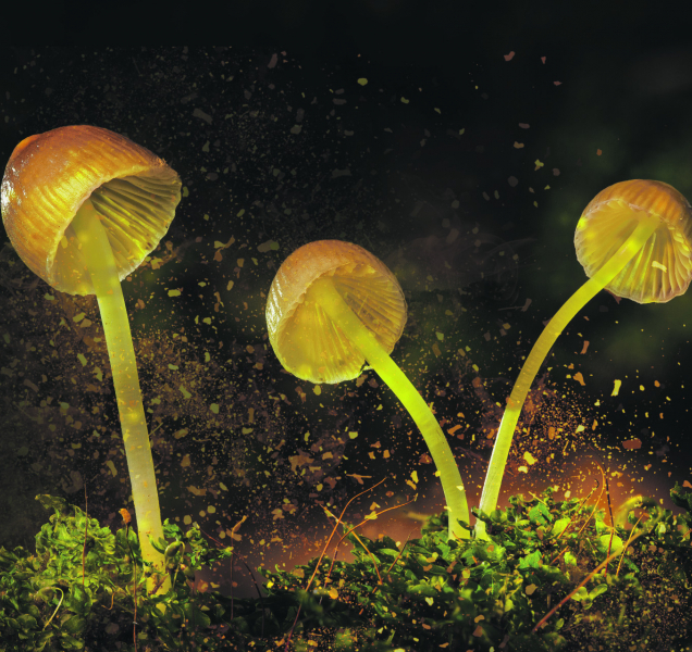 Houbařská sezóna zasáhne Pevnost poznání v Olomouci