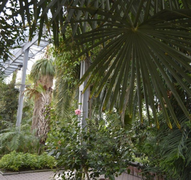 Sbírkové skleníky na Floře se opět otevřenou veřejnosti