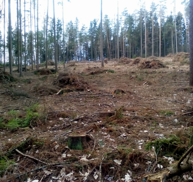 Ministerstvo životního prostředí zrušilo povolení kácet