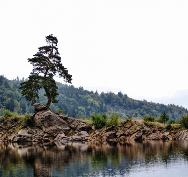 Nejkrásnější strom v kraji roste na Víru