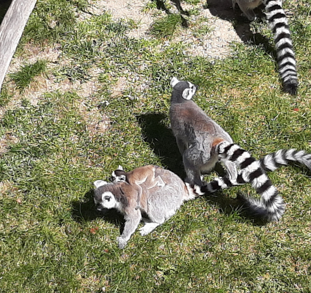 Život v olomoucké zoo běží dál i bez návštěvníků