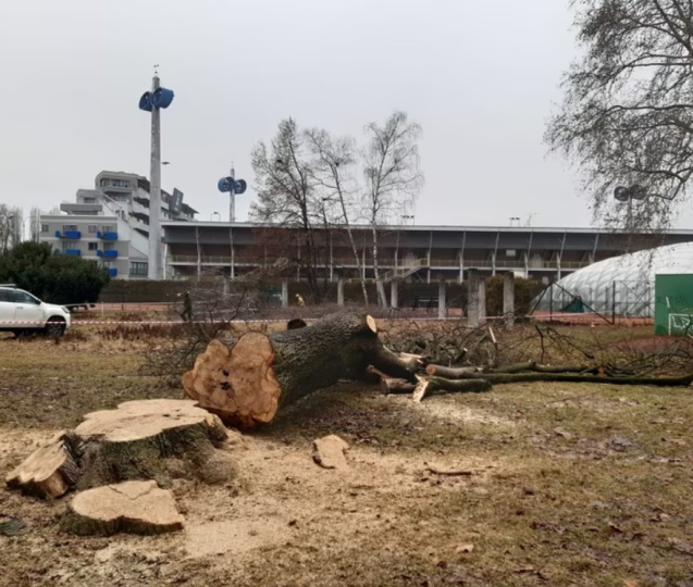 Obnova ASO parku v Olomouci začala úpravou zeleně