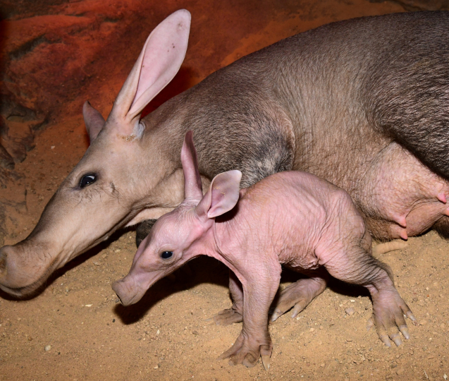 V olomoucké zoo se narodilo mládě hrabáče kapského
