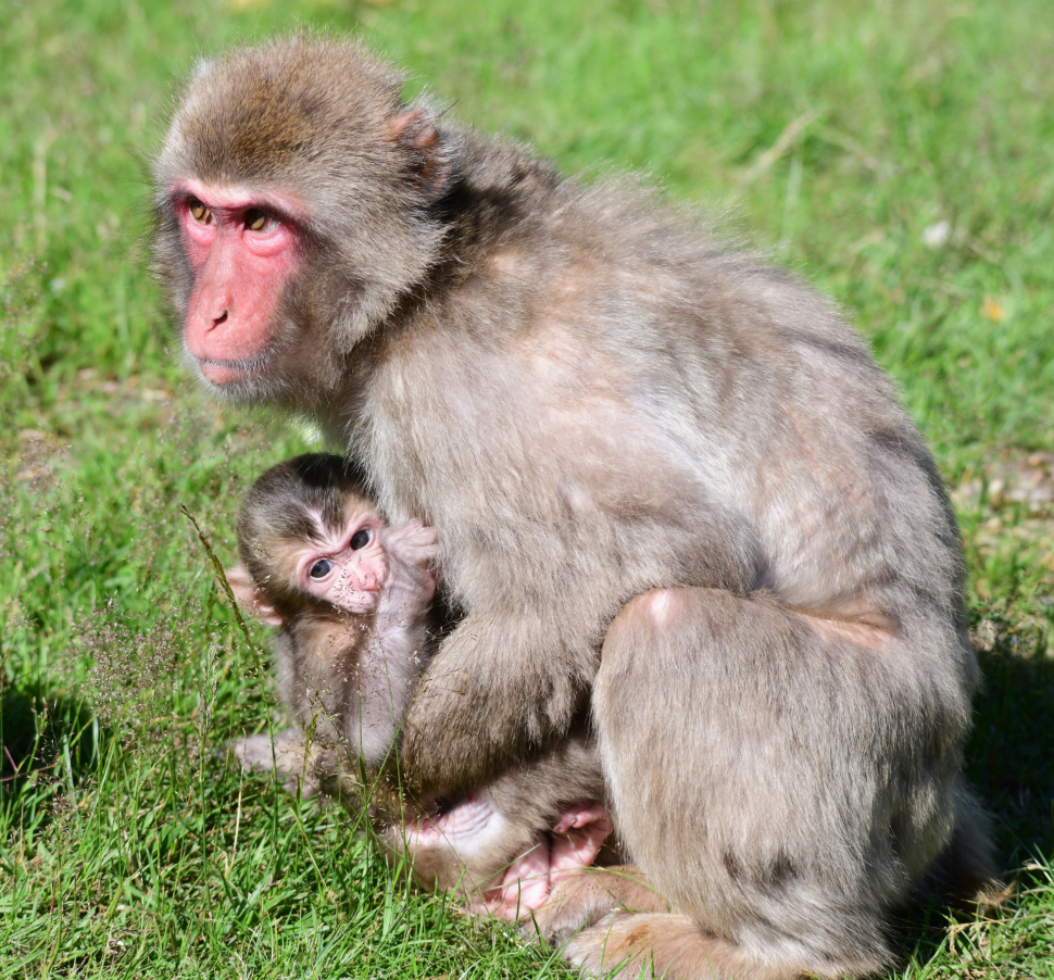 Makak, další přírůstek v olomoucké zoologické zahradě