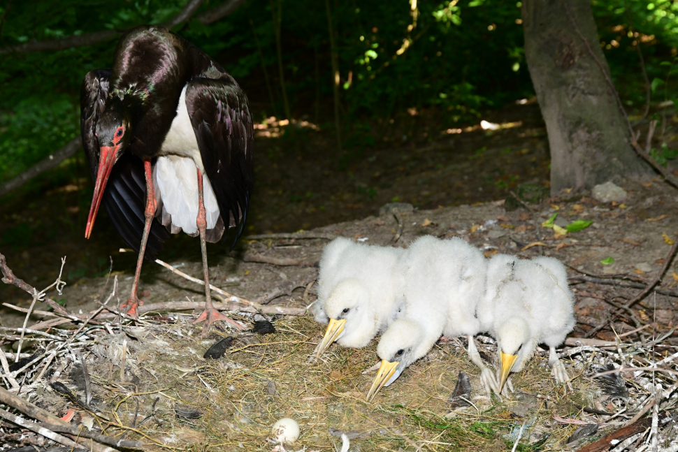 V olomoucké zoo se narodili malí čápi. Mrkněte, jak jim to sluší