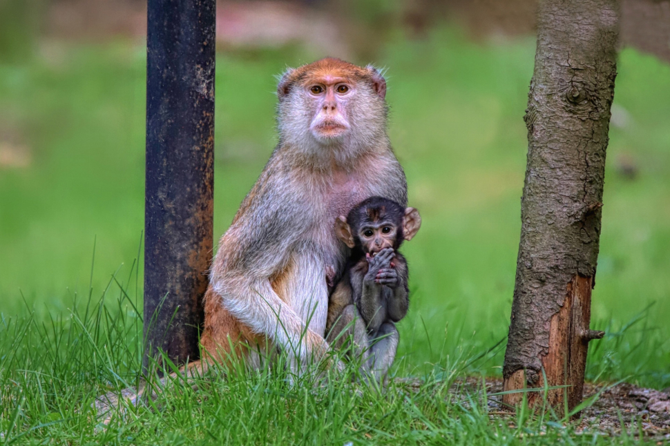 Olomoucká zoo vyhlásila soutěž o nejhezčí fotku. Zúčastníte se?