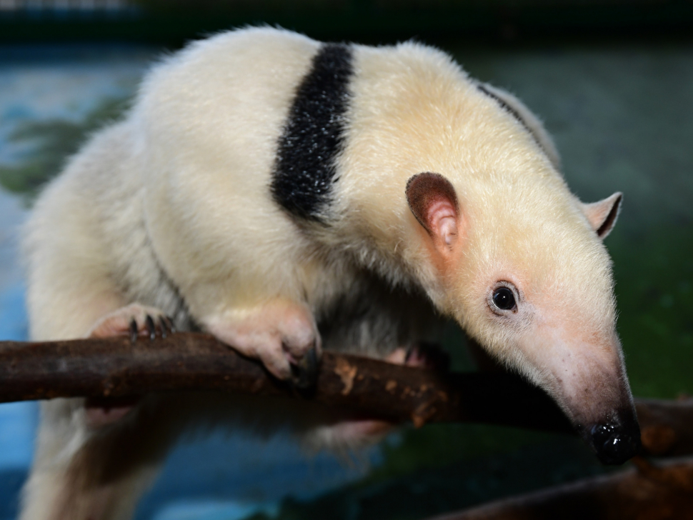 Mravenečnice Calamity dorazila do olomoucké zoologické zahrady