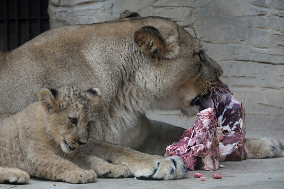 V olomoucké ZOO utratili loni necelých 6 milionů za krmivo